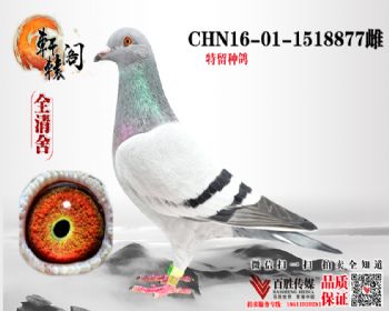 ٻ 1518877
