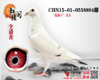 ֱŮ0558804