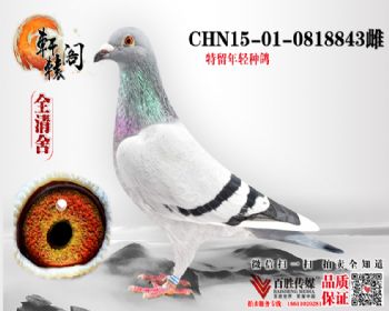 ӥ34 ūھ13 0818843