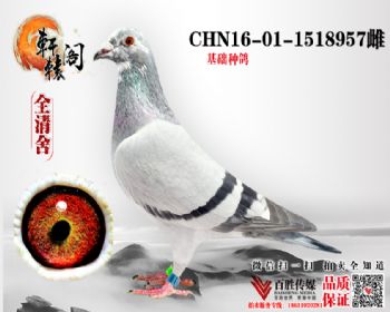 WHZBھֱŮ 1518957