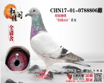 828ֱŮ ,šػѪ 0788806