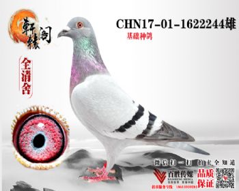 31ֱŮ 1622244