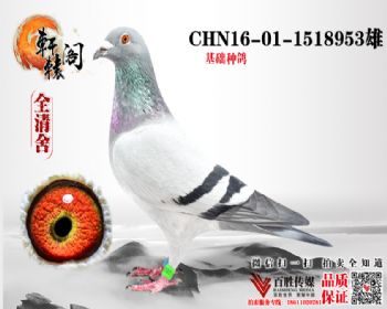 WHZBھ 1518953