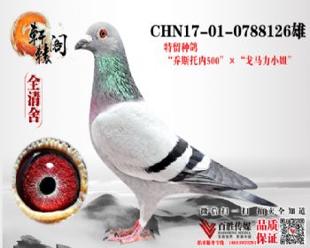 ˹ڳɼ С 0788126