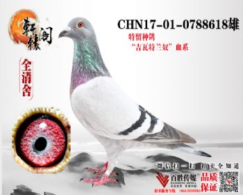 ھֱ ̨7ƽ 0788618