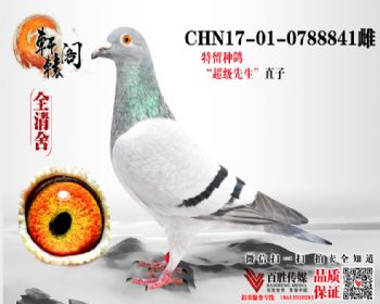  NPO16111ھֱŮ 0788841