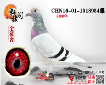ƽ ھ 1518954