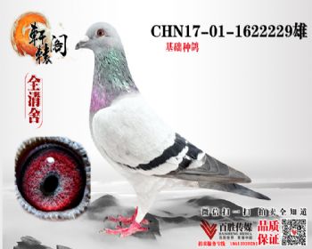 һճھ 1622229