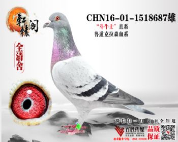 ţʿ³ɭ 1518687