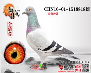 ظֱŮ 1518818