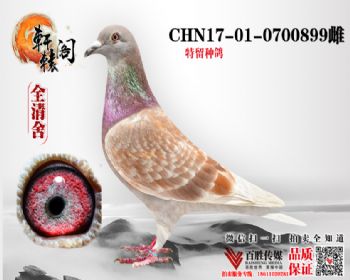 ｱ 0700899