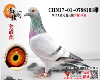 NPO16111ھӴ 0788103