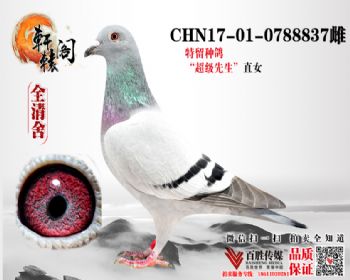  NPO16111ھֱŮ 0788837