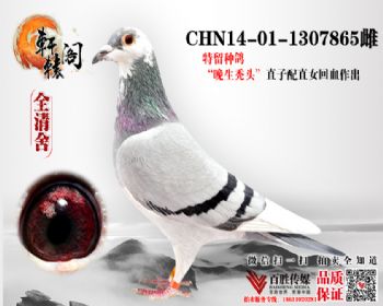ָ 1307865
