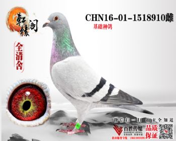 ̨7ƽ1518910