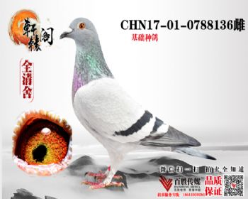 WHZBھ 0788136