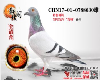 ٿNPOھŮ 17010788630