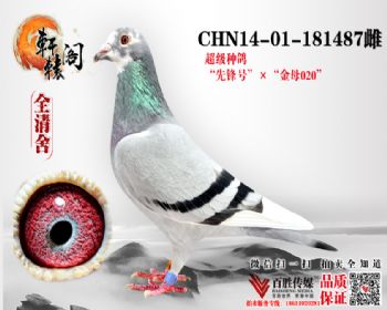 WHZBھֱĸ020  181487