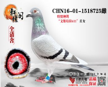 WHZBھ 1518725