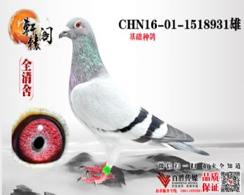 WHZBھֱ 1518931