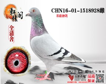 7ƽ 16011518928