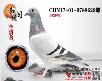 ٿNPO878ھŮ 17010788629