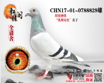 С ̨10ƽ 17010788829