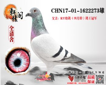 RV׸ھֱ 17011622273
