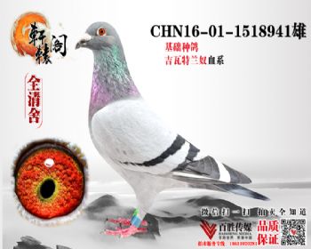 ūھ13 16011518941