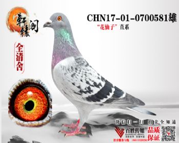 WHZBھֱ 17010700581