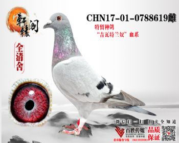 ̨7ƽ 17010788619