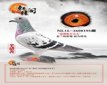 ֱŮ 5λNL163608195