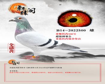 ˹ڳ B142022500