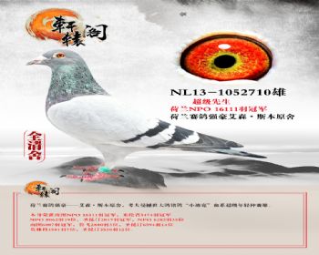 NPOھ NL131052710
