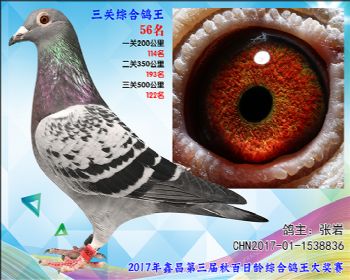 56 张岩奥林匹克003家族血系雌