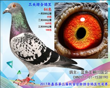64蓝色王朝闫国卫参考雌