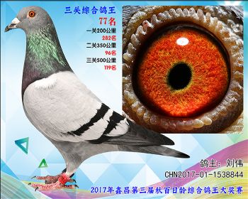 77 刘伟胡本参考雌