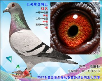 81威廉杨参考雄