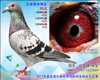 86YF随缘+张宝超级73孙代参考雌