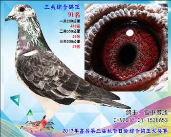 91 雪中贵族白色大盗X飞鹰参考雌