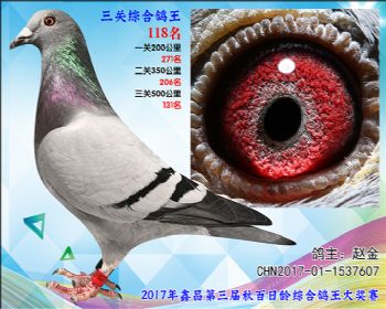 118 赵金参考雄