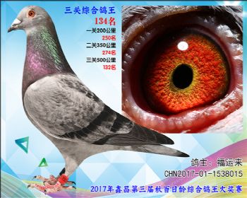 134 福运来参考雄
