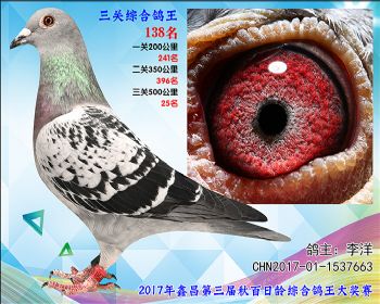 138 李洋荷兰盖斯彼得斯超级73家族血系雌