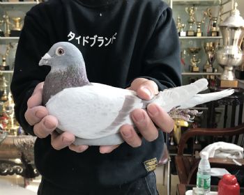 16-0150159  Ѫء±Ⱥš