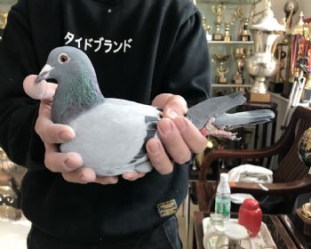 16-0150237  ߴؼ徫ӢָѪ