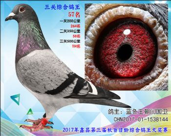 57 蓝色王朝闫国卫参考雌