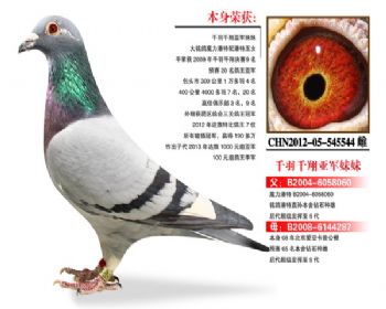温氏鸽业124号拍卖鸽
