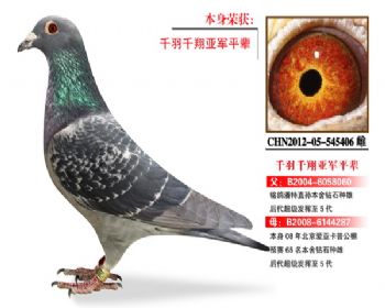 温氏鸽业126号拍卖鸽