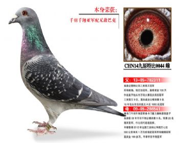 温氏鸽业127号拍卖鸽