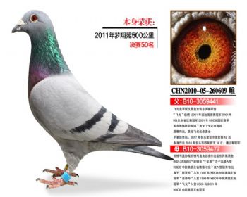 温氏鸽业128号拍卖鸽